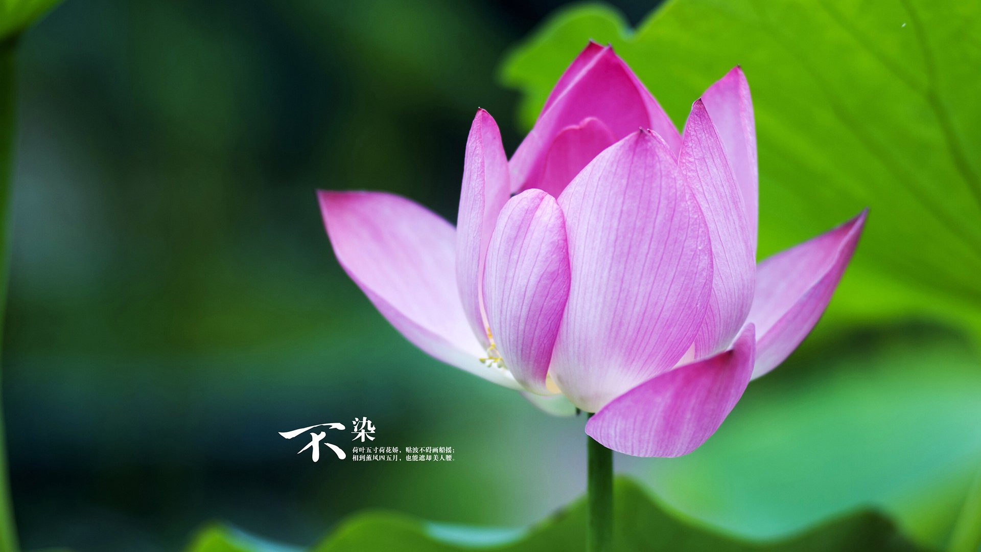 _篮网球员流畅配合,连续胜利到手_,篮网球队球员名单