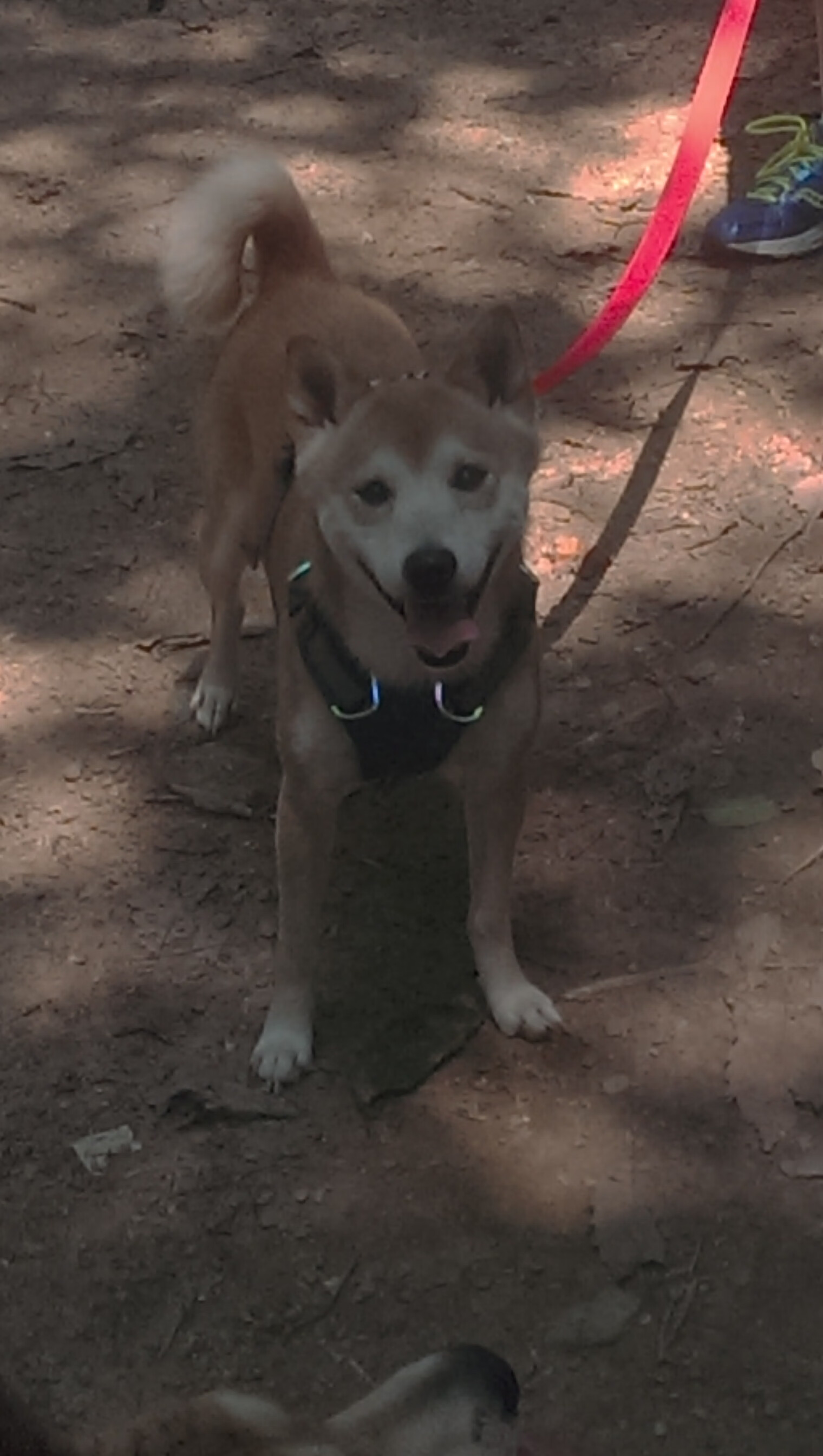 “爆发式全场攻势,比分不断刷新纪录,比赛精彩绝伦”,爆发力爆棚