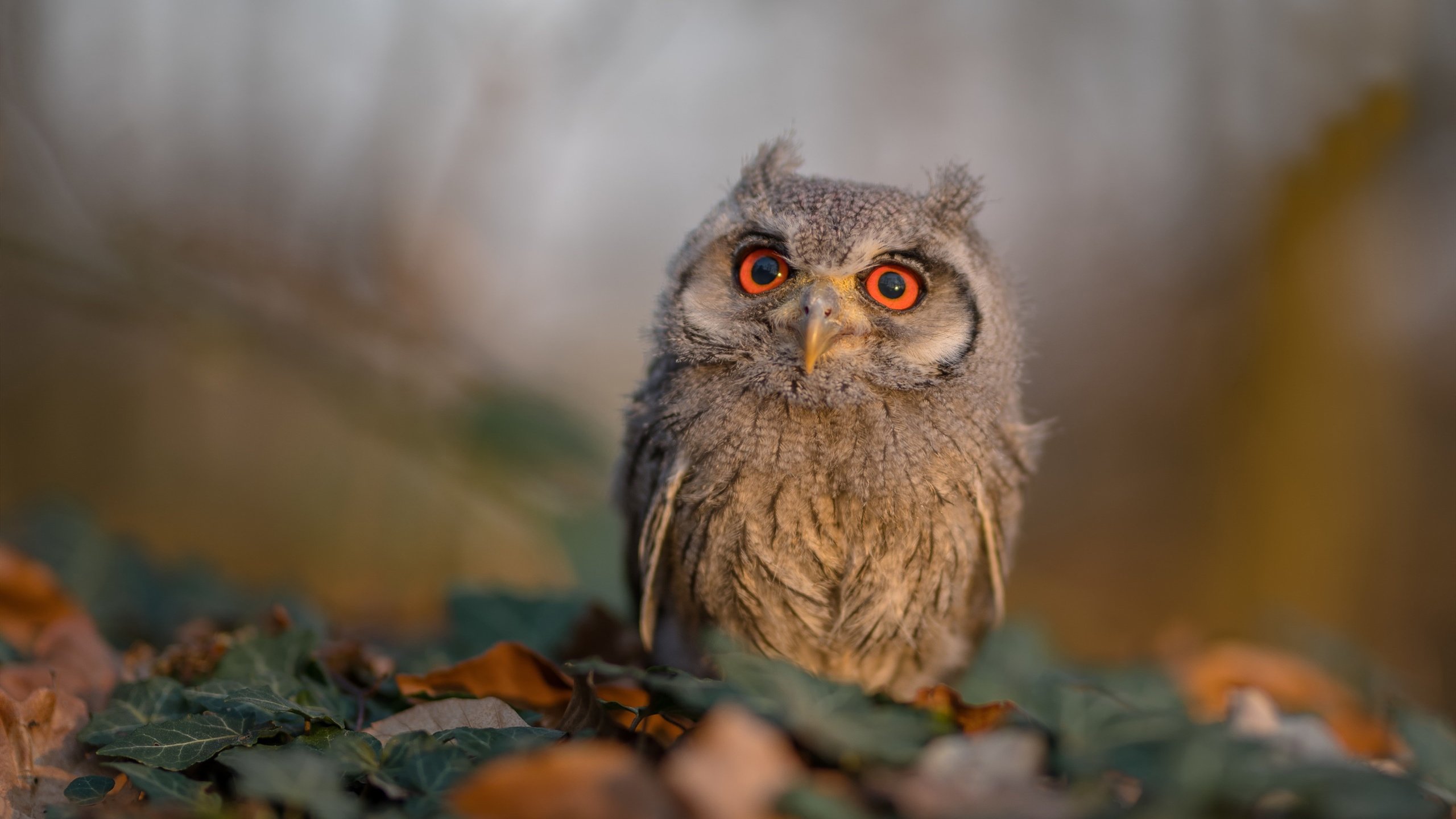 熊猫直播-“梦想启程”青少年篮球优秀项目在武汉集中展示，2020年青少年篮球比赛