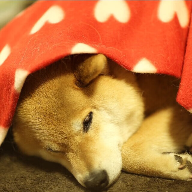 -以科技创新引领的电竞行业新生态：芯片、显示、云端全面升级，电竞产业新技术