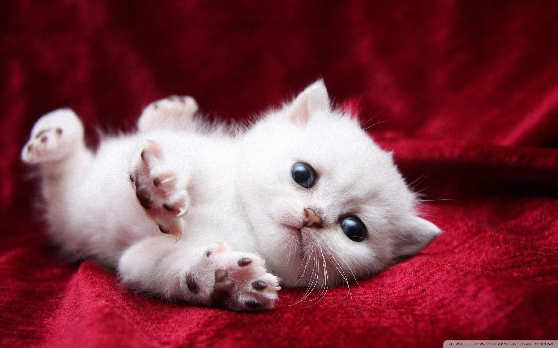 熊猫体育网页版-德甲创新比赛规则，提升比赛节奏和精彩程度，德甲创新比赛规则,提升比赛节奏和精彩程度