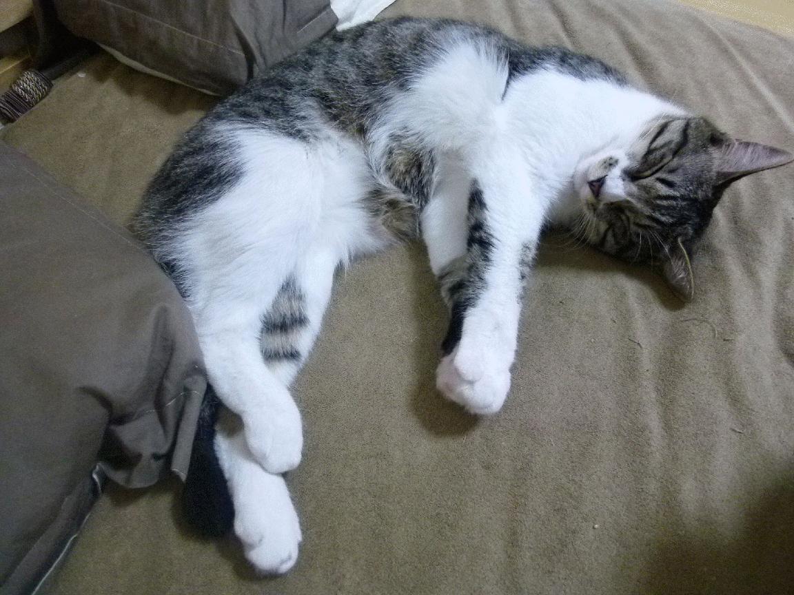 穿越火线 新赛季策略多样化,穿越火线本赛季