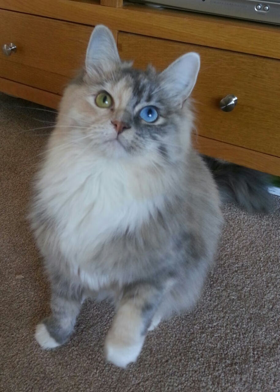 上海海港中场核心状态火热,上海海港中超