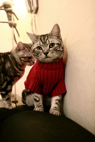 一支球队通过一场胜利向联赛冠军发起冲击，一支球队一共比赛了30场,输了12场