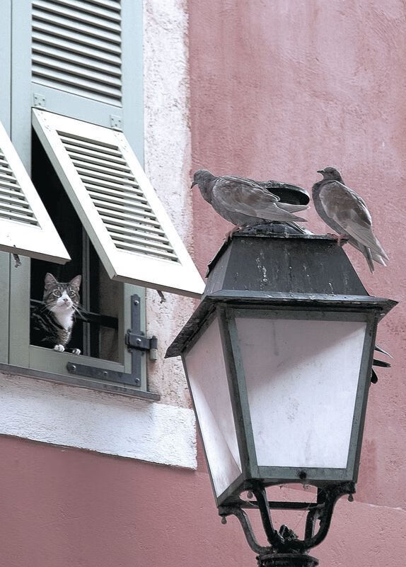 公牛季后赛首轮出局,球队面临阵容调整,公牛 季后赛