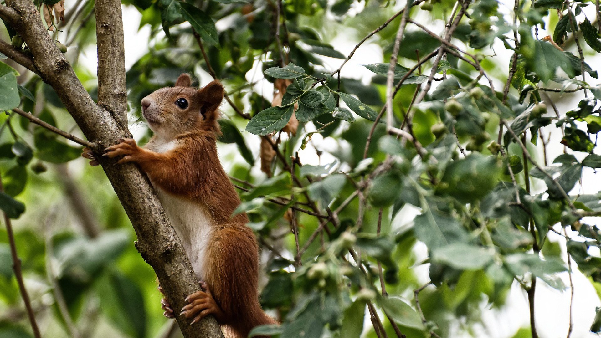 熊猫体育官网-控球球员脚下节奏快慢是否影响全队速度，球队控制球