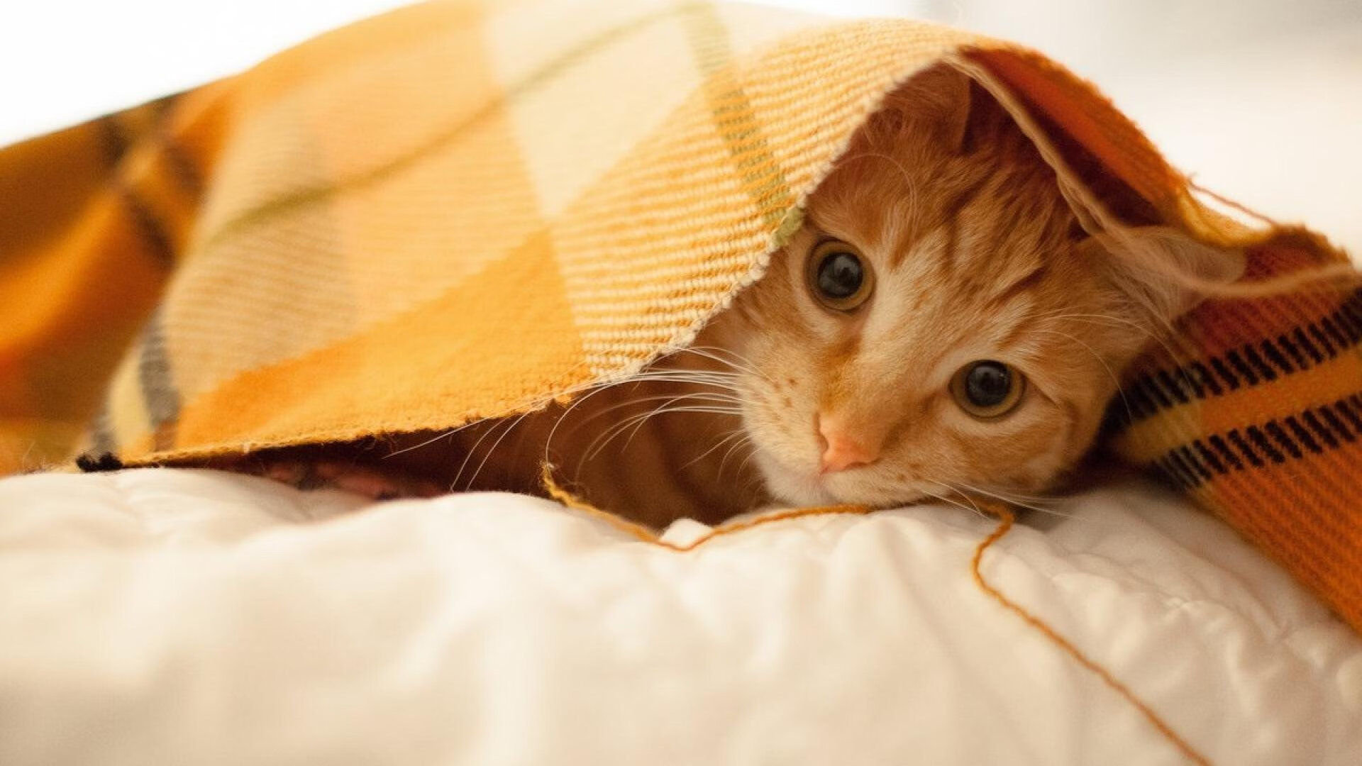 熊猫体育网页版-横滨水手防线组织更加严密，横滨水手5号