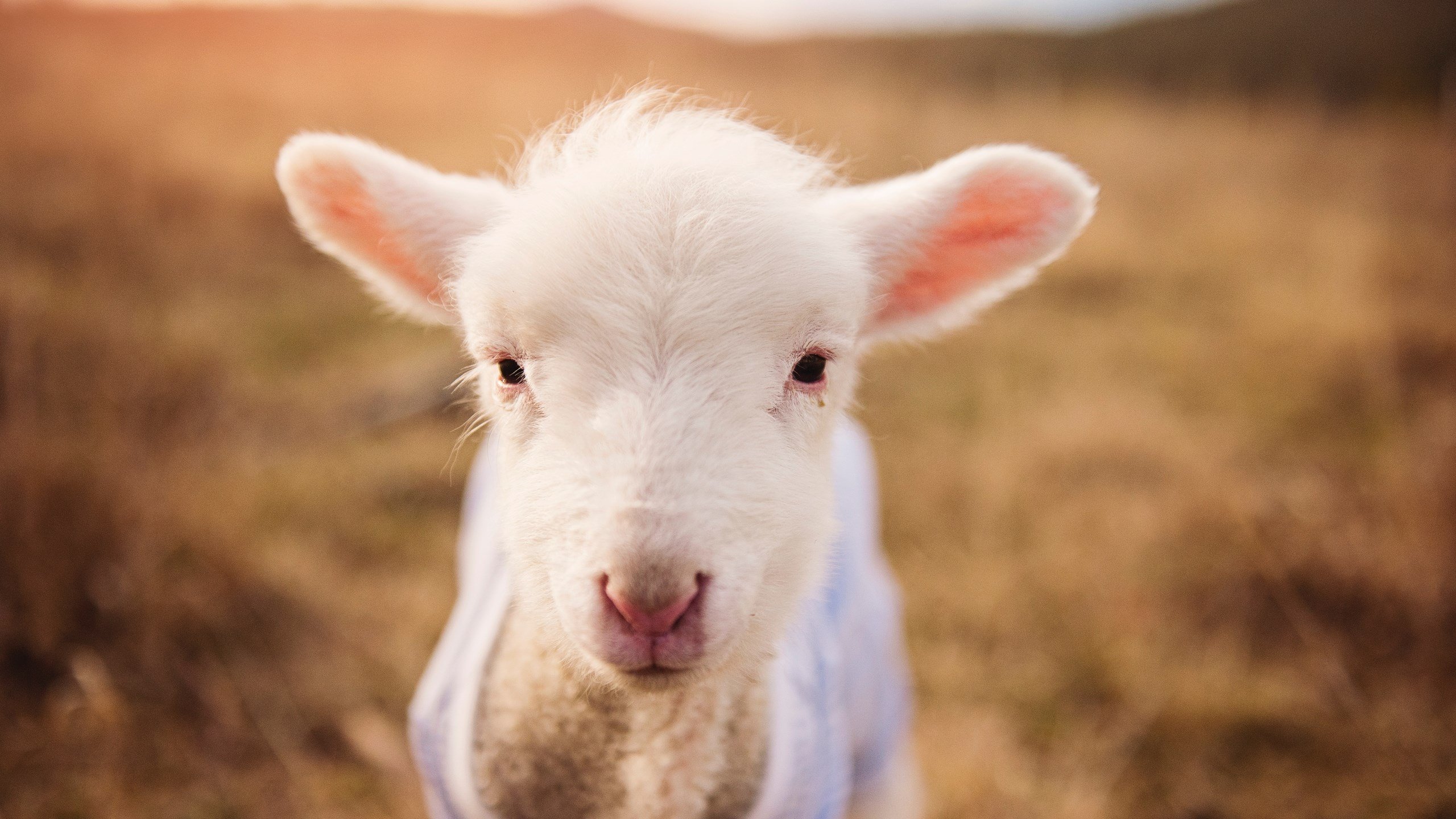 福建天信主场胜出,积分榜 mid爬涨幅明显,福建天信俱乐部