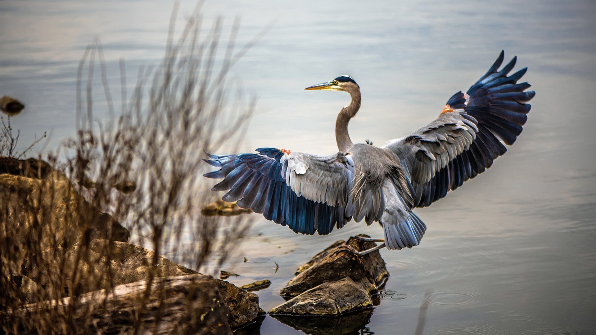 纽约自由人季后赛冲击有望,纽约自由人战绩