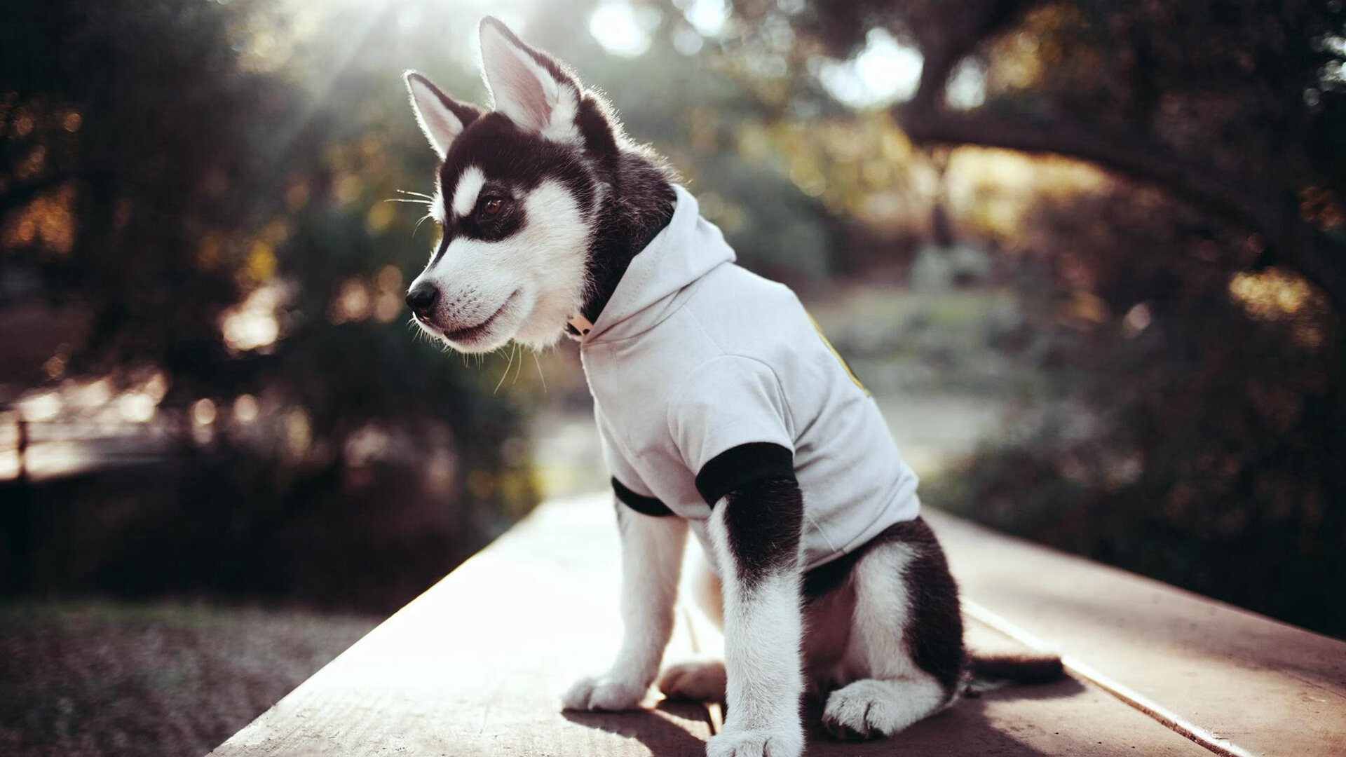 熊猫体育官网-NBA赛季抢断数据深度挖掘，nba抢断总数记录目前有哪位传奇巨星所保持