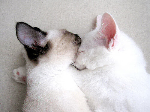 篮球专项体能训练恢复技术及应用探讨,篮球体能训练30种方法及要求文库