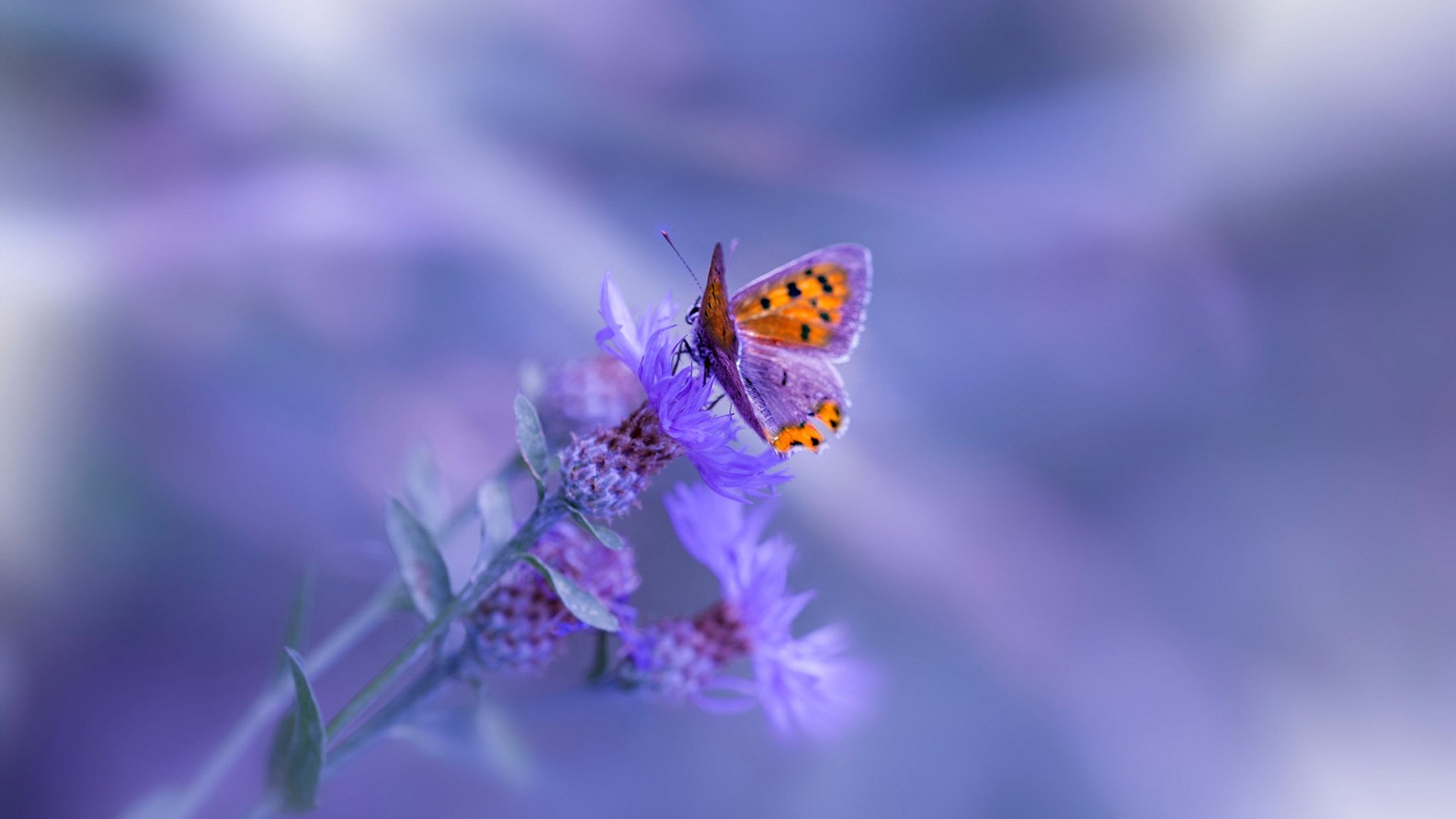 西甲裁判使用语义转换系统提升非母语交流精度研究,意甲主裁判