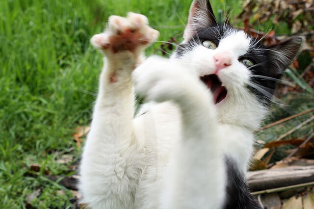 高校体育师资培训体系完善研究,体育师资队伍建设的研究