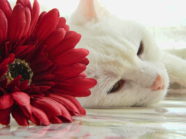 联盟中低调却高效的球员推荐,联盟最高的球员