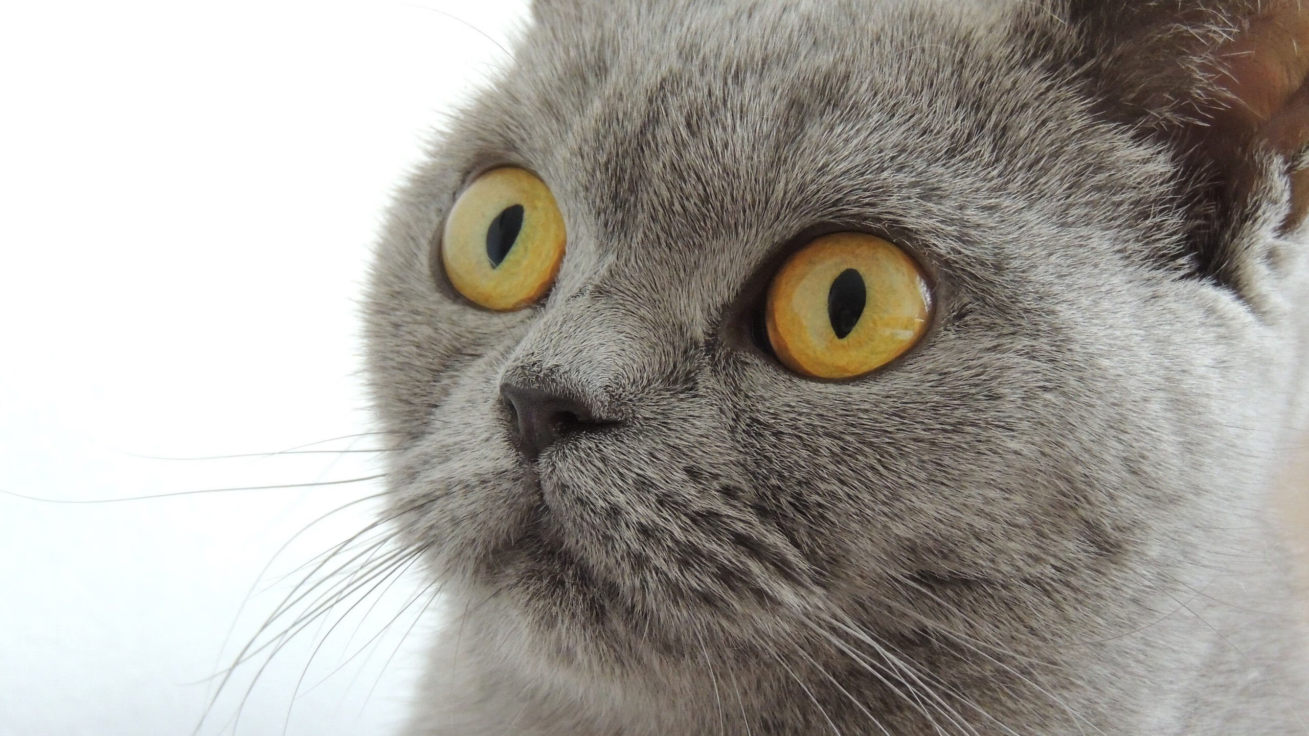 喀麦隆男篮在非洲锦标赛中奋战,力争历史新高,喀麦隆非洲杯